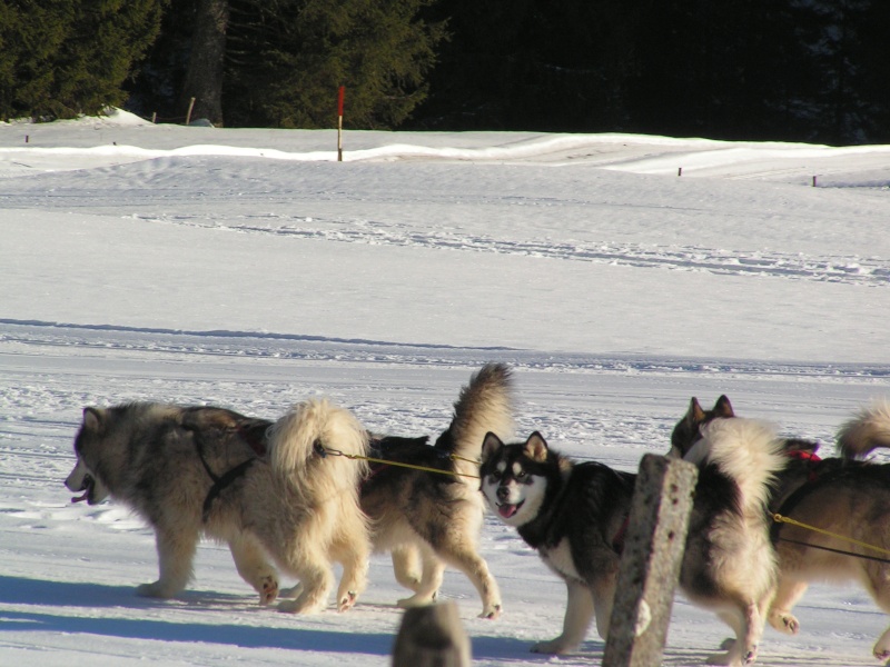 journée du chien polaire a cergnement Cergne42