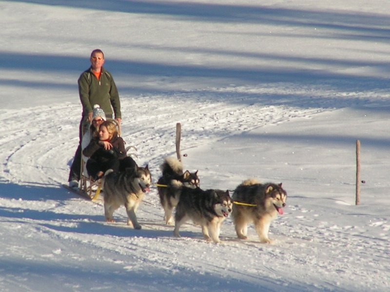 journée du chien polaire a cergnement Cergne53