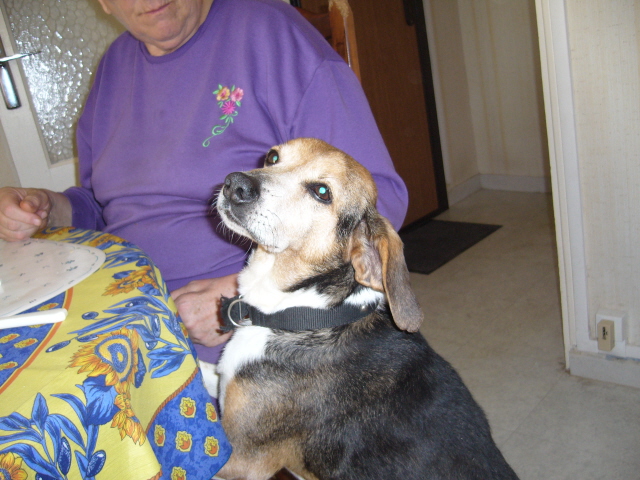 13 - ARTHUR  Male - X Beagle - 7 ans P1000416