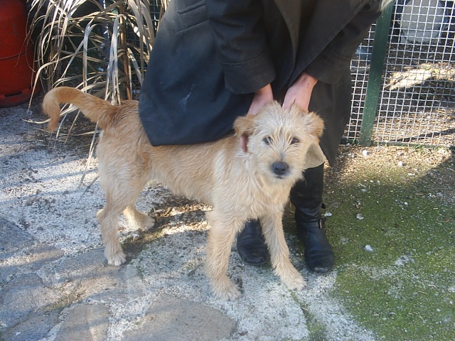 bimbo, griffon fauve 7 mois ds le 83 Bimbo411