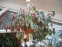 Begonia sanguinea (buissonnant) Fevrie10