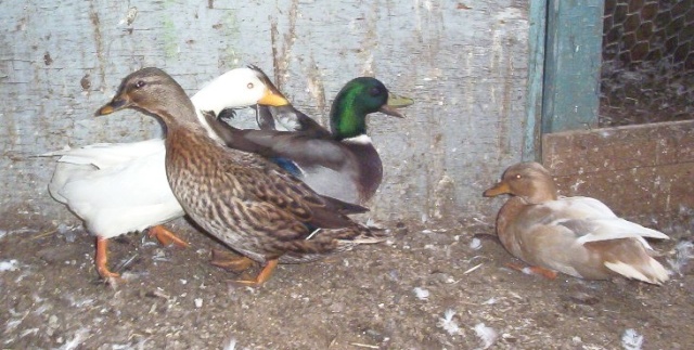 3 femelles un male call duck 000_4310