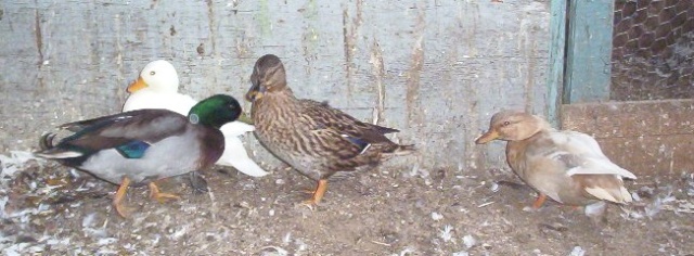 3 femelles un male call duck 000_4311