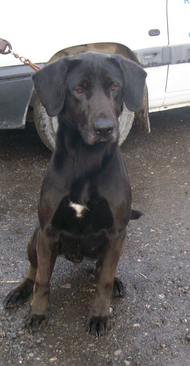 Sultan2 crois labrador / setter,mle, 3 ans Sultan11