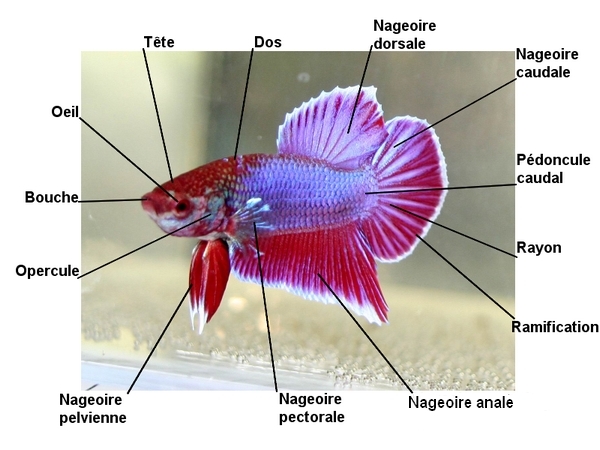 ANATOMIE du Betta (mâle et femelle) Anatom10