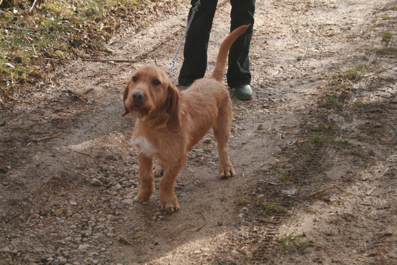 Whisky - croisé basset fauve de bretagne - Page 2 Adsa_312