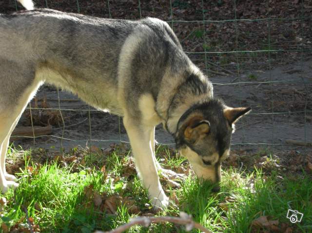 RAIA - husky femelle 17 mois (01) 01566210