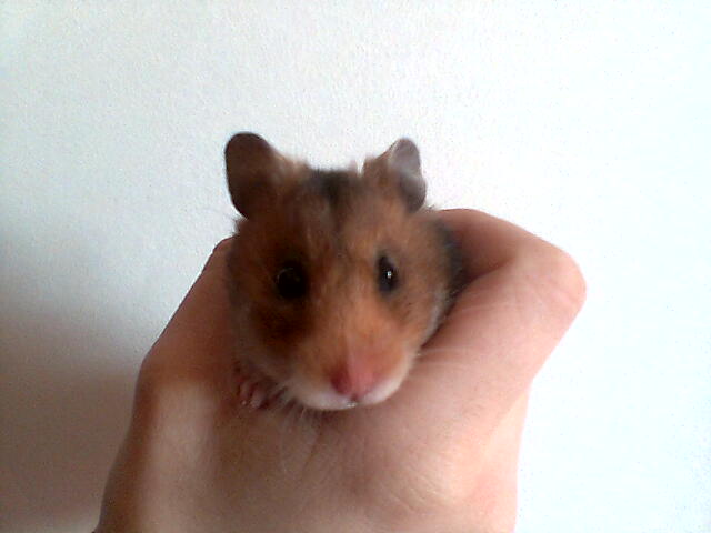 Mes hamsters Moquet10