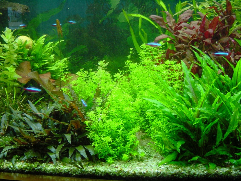 Cohabitation plantes gazonnantes et corys, lorys, crevettes Dsc04410