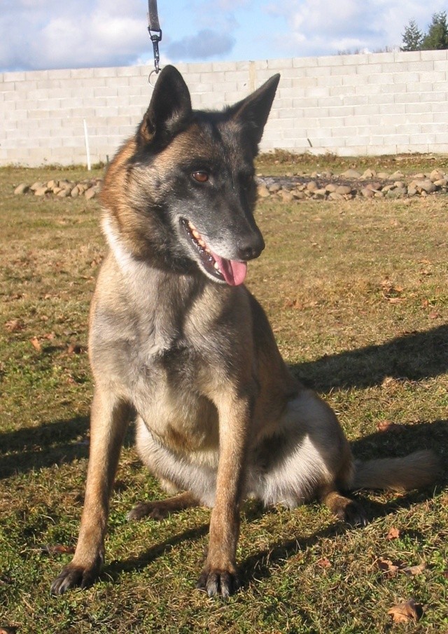 VIC DE KARYSHA (malinois) Vic_3011