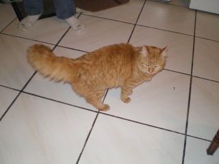 Chatte rousse angora de 6 mois (80) Photo_13