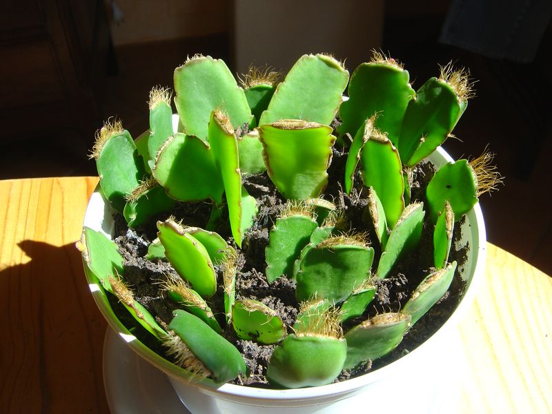 Cactus de Pâques, Hatiora gaertneri, Rhipsalidopsis gaertneri B10
