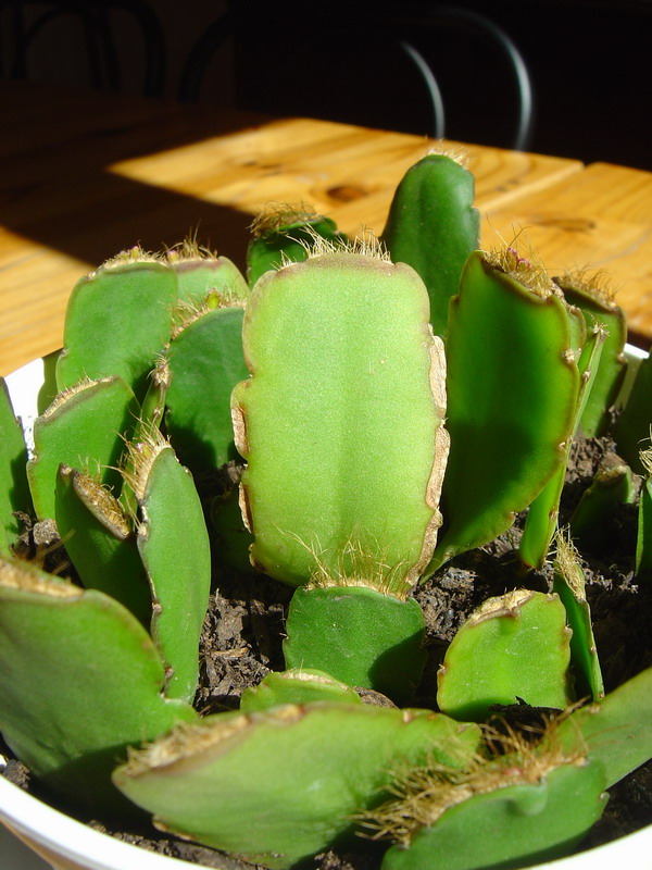 Cactus de Pâques, Hatiora gaertneri, Rhipsalidopsis gaertneri D10