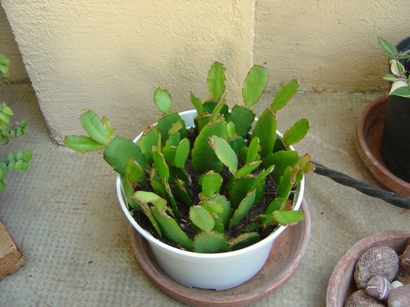 Cactus de Pâques, Hatiora gaertneri, Rhipsalidopsis gaertneri E10