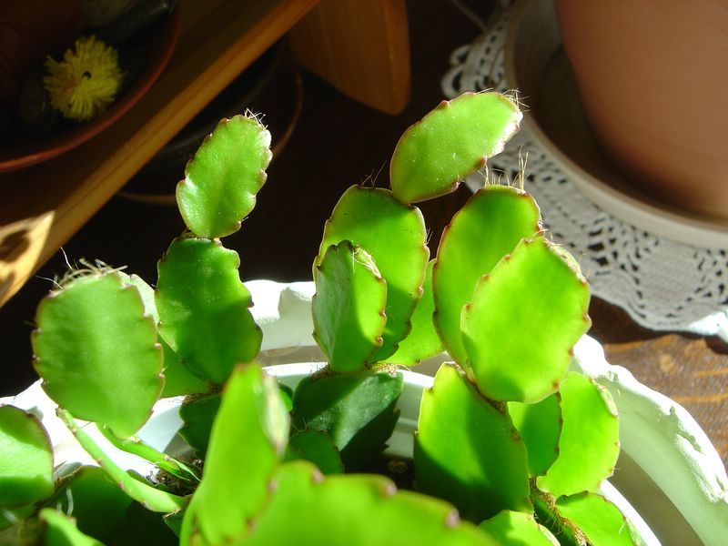 Cactus de Pâques, Hatiora gaertneri, Rhipsalidopsis gaertneri G10