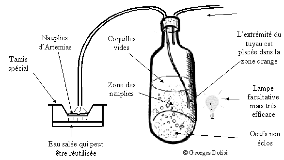 Elevage d'artmias Artemi11