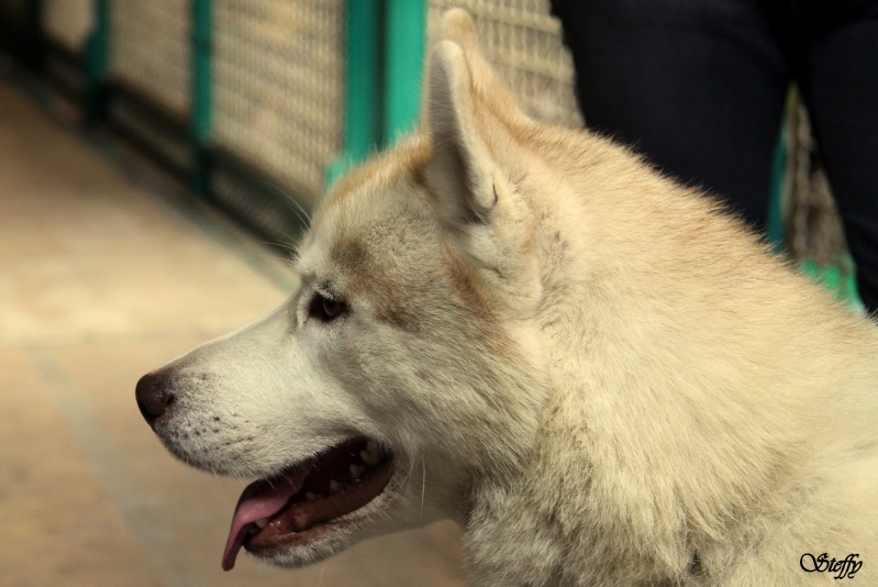 propose de prendre en photos vos animaux au profit de l'asso Male310