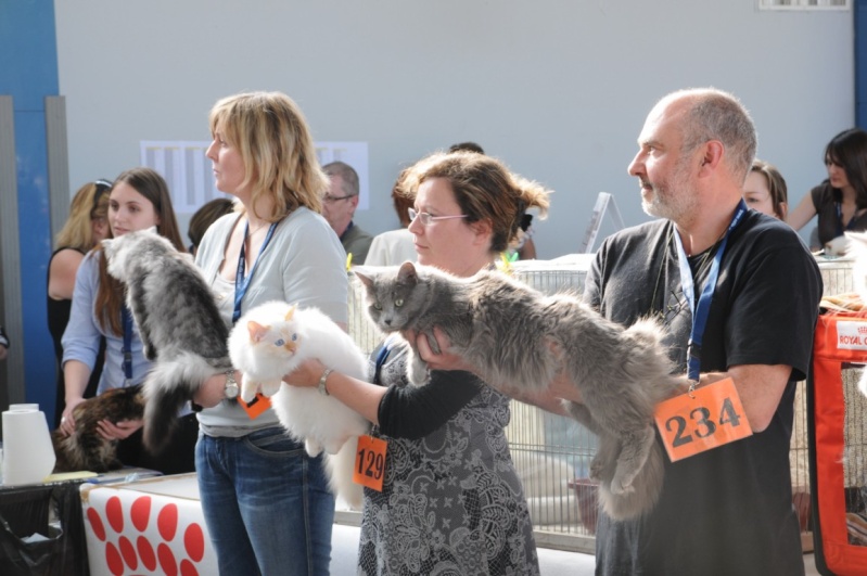 Exposition de Meudon du 17-04-2011 (Spécial Bleu/Nebelung) Dsc_1511