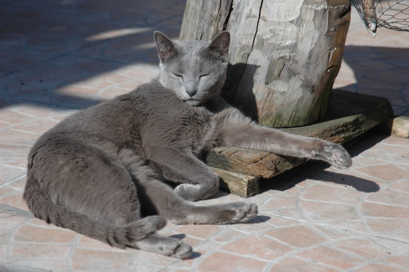 photo contest - summer 2008-  sunny afternoon Dsc_1610