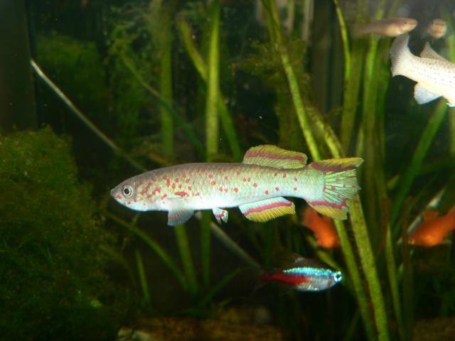 les poissons de Barbus Aphyo_10