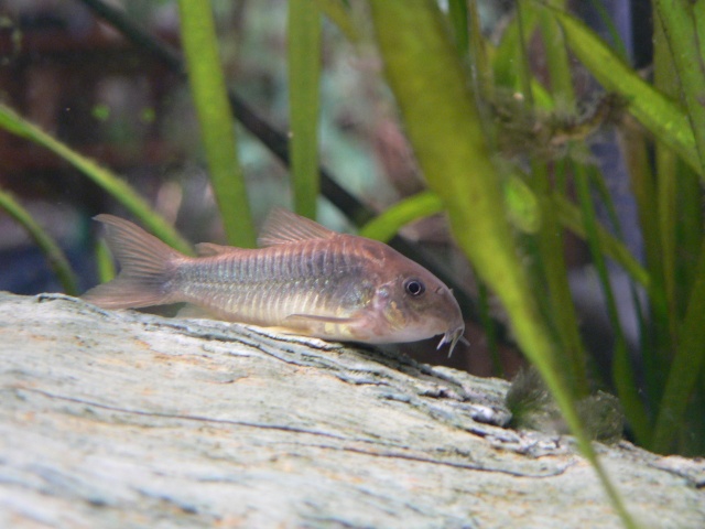 les poissons de Barbus Corydo11