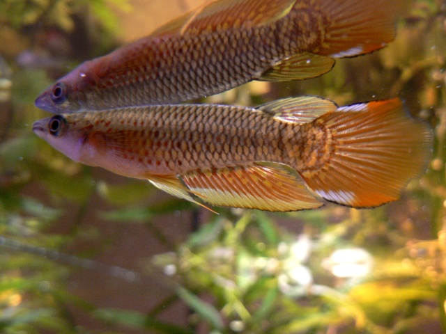 les poissons de Barbus Epipla10