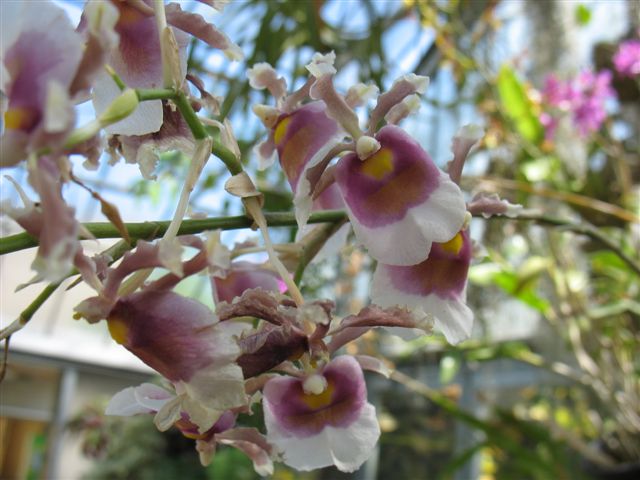 Orchidées du Jardin Bota. Avril 2007 30_avr13