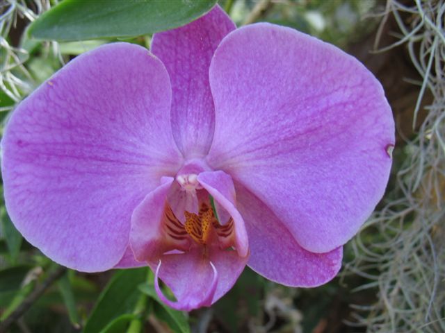 Orchidées du Jardin Bota. Avril 2007 30_avr14