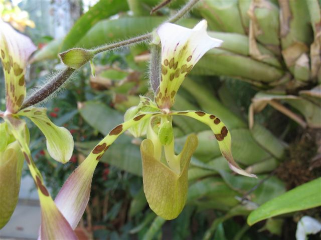 Orchidées du Jardin Bota. Avril 2007 30_avr15