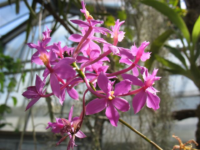 Orchidées du Jardin Bota. Avril 2007 30_avr16