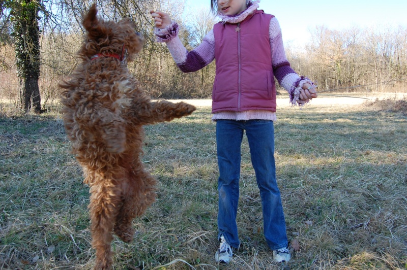 Rosalie - croisée griffon/caniche - Page 2 Dsc_0213