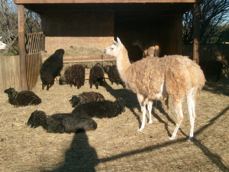 Zoo de la barben S7304519