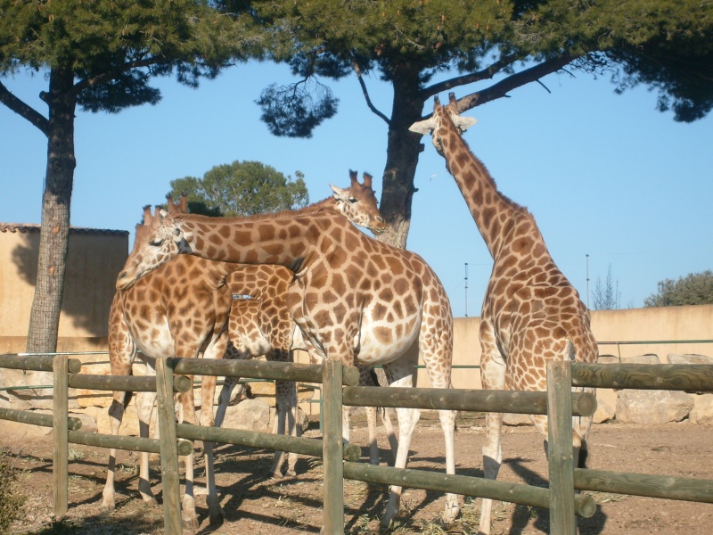 Zoo de la barben S7304614