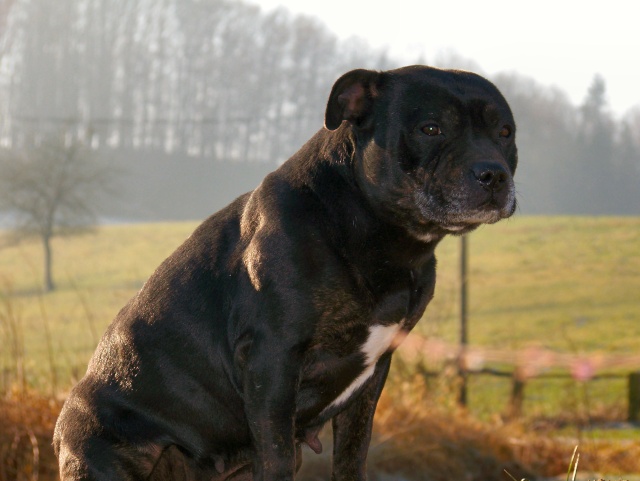 BestXCrossgun make my day (staffies) Ballad11