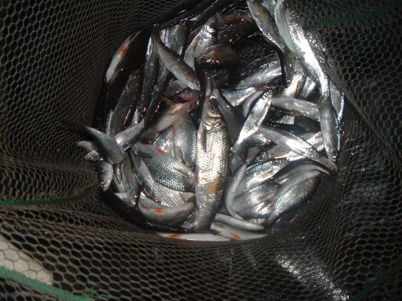 Quelques poissons Alsaciens (Février 2011) Dscf5310