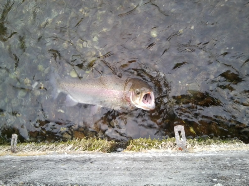Quelques poissons Alsaciens (Février 2011) Photo010