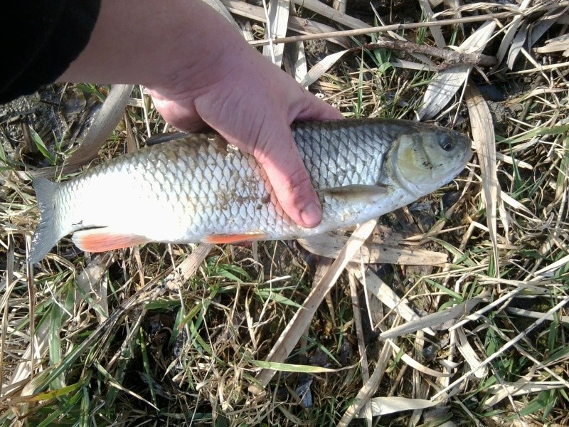 Quelques poissons Alsaciens (Février 2011) Photo011