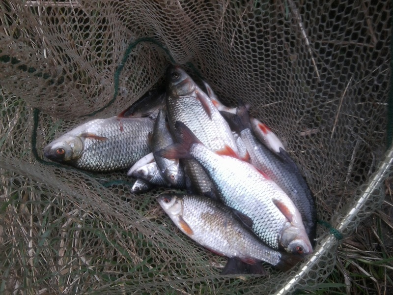 Quelques poissons Alsaciens (Février 2011) Photo013