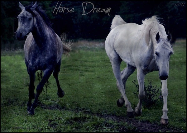 Horse Dream
