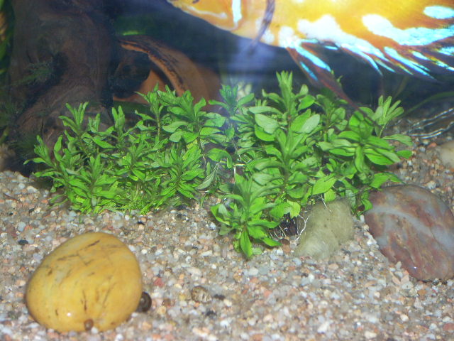 Quelle est cette plante? Dscn1211