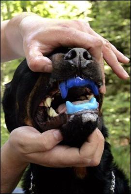 Appareil dentaire pour chiens contre les morsures ? Antimo10