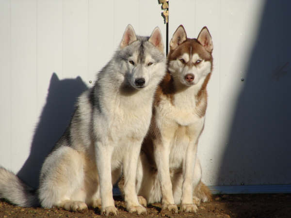 2 huskies volés à La Rochelle Huskys10