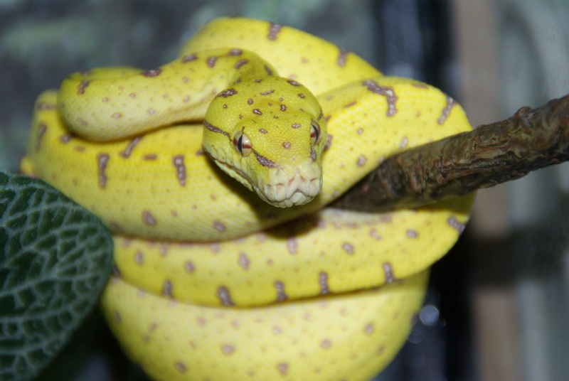 morelia viridis (new photo) - Page 2 Imgp1314