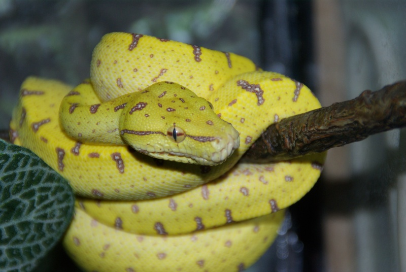 morelia viridis (new photo) - Page 2 Imgp1316