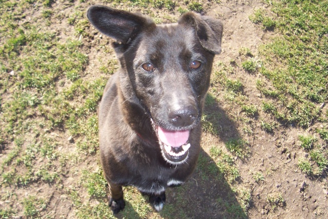 Roxy (croisé border-labrador) - Page 2 00810