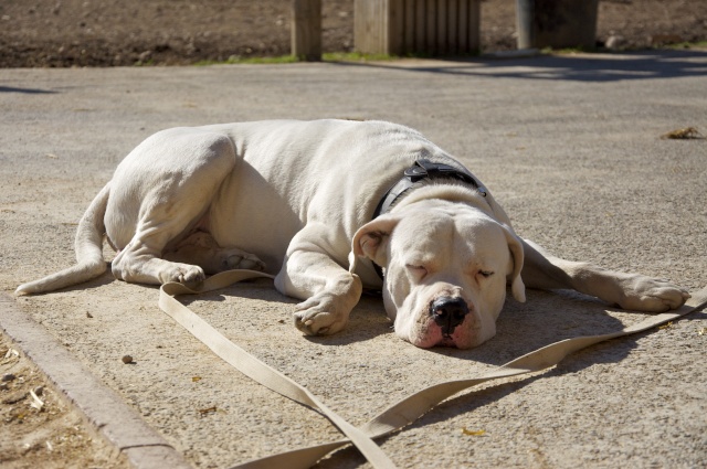 Une vie de chien ? Dsc_0016