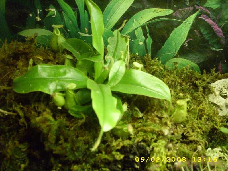Nepenthes Img_0228