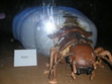 Expo Termites/fourmis au Palais de la découverte P1010015