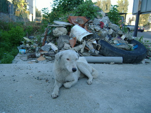 Si cerca una famiglia per cagnolino semi sordo! Dscf2712