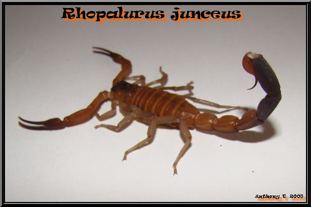 Top Model - Rhopalurus junceus Rj_f_m12